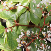 foliosa amplifolia